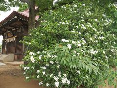 で、その正福寺に寄ってみました。
クチナシの花が満開で、とてもいい香りでした♪この香り、大好きです！('∇')
