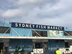 ホテルにいったけどさすがにチェックインまでには時間がある。（10時過ぎくらいだった）
ということで、荷物を置いてきたのはこちら。Sydney Fish Market。

よろよろなのに生牡蠣食べる気満々で来ました。

足が鬼のようにむくんでたので、ホテルから歩いて20分ちょっととGoogle先生がいうので、ならばと歩いてきました。
いい散歩になりましたが、途中一瞬寂れたところを通ったので一瞬あせりましたが、問題なく到着。
