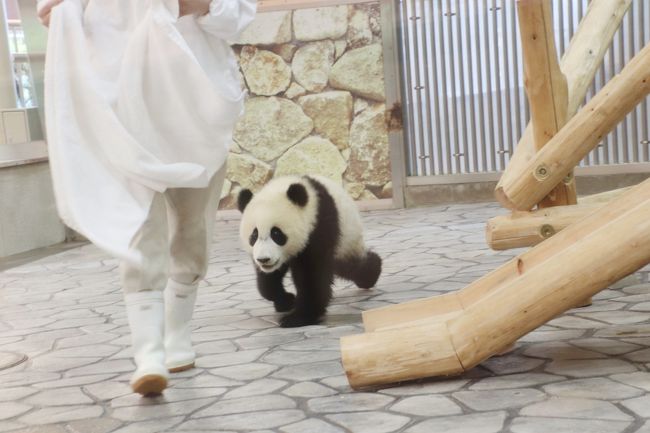 ｗパンダの赤ちゃんの成長ぶりが見たくて初夏の南紀白浜アドベンチャーワールド再訪 ４ ジャイアントパンダ親子特集 子育て上手の子煩悩な良浜ママと冒険心旺盛な結浜ちゃん 南紀白浜 和歌山県 の旅行記 ブログ By まみさん フォートラベル