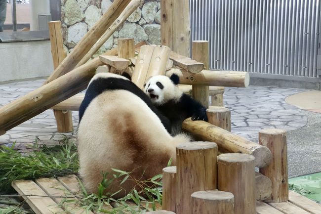 ｗパンダの赤ちゃんの成長ぶりが見たくて初夏の南紀白浜アドベンチャーワールド再訪 ４ ジャイアントパンダ親子特集 子育て上手の子煩悩な良浜ママと冒険心旺盛な結浜ちゃん 南紀白浜 和歌山県 の旅行記 ブログ By まみさん フォートラベル
