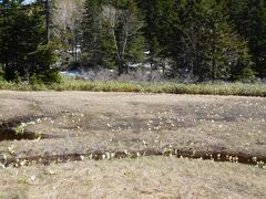 沼山峠から40分程で大江湿原に到着。
水芭蕉が咲いている。
7月の中旬にはニッコウキスゲも見られるはず。