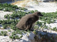 このためにケープタウンまで来たんです！
ペンギン見放題！！！