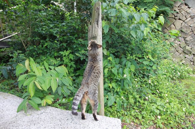 早速猫ちゃんがいました！<br />人に慣れてるようでリラックスしている～。