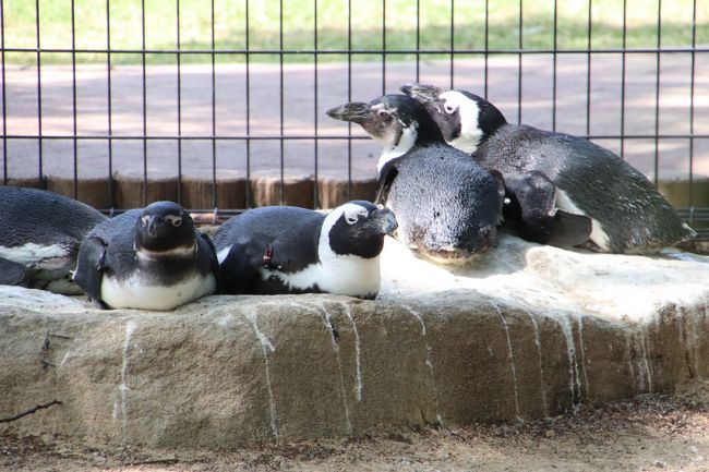wパンダの赤ちゃんの成長ぶりが見たくて初夏の南紀白浜アドベンチャーワールド再訪 5 ふれあい広場編 カバの歯磨きイベント コツメカワウソも食後の歯磨きをする 南紀白浜 和歌山県 の旅行記 ブログ By まみさん フォートラベル