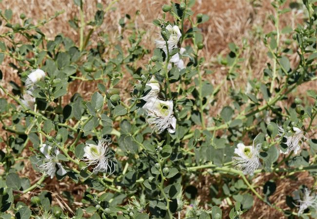 丘に咲いていた花も何か物悲しい感じです。