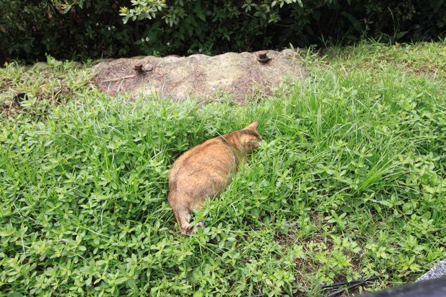 こんな草むらにも猫。<br /><br />平べったく寝そべっていてまるでつちのこみたい。