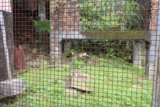 廃墟の中にも猫