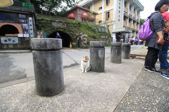 ここにも猫。<br />広角レンズなので近づいてもこの大きさでしか写らない（笑）