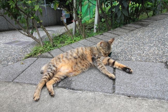 電車が来るまでまだ時間があるのでもう一度猫村側へ。