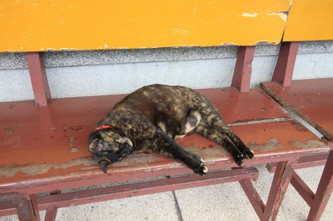 駅のベンチにもやっぱり猫。<br />猫には天国かも。<br /><br />スタッフなのか地元の人なのかエサをあげている人をチラボラ見かけました。