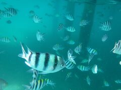午前中は、シュノーケリングのツアー参加。

最初のポイントはAbdul's Chaletの桟橋。
魚がいっぱい。
