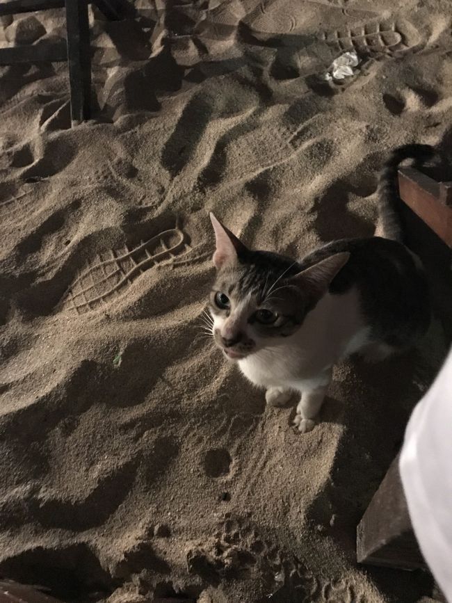 人懐こいネコちゃんが寄って来てくれました♡<br />私の足にまとわりついててめっちゃ可愛かった...