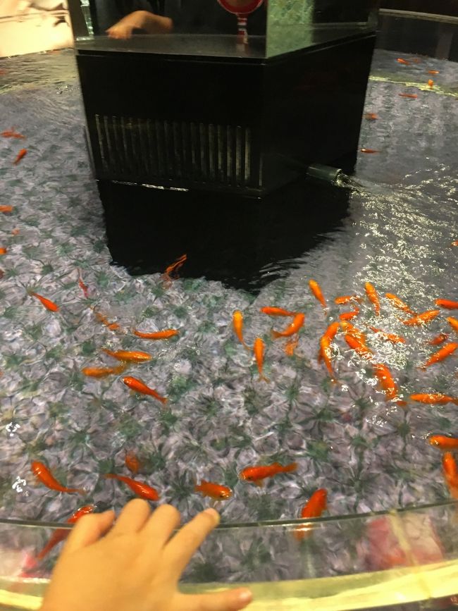 最後はなぜか金魚の展示。<br /><br />水族館に金魚って珍しい。。。<br /><br />だけど、このコーナーＳＵＮとっても大喜び。上から掴もうとしないかこちらがヒヤヒヤ。
