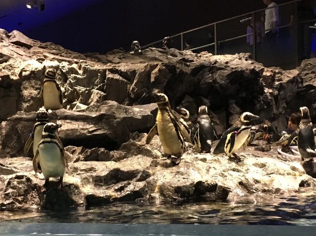 後はぺんきんのコーナーで飛び込もうとするものの右往左往するぺんぎん達をながめつつ。