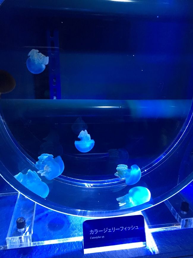 このカラージェリーフィッシュはどこの水族館でもよく見る定番くらげ！！<br /><br />可愛くってなんだか癒される～♪