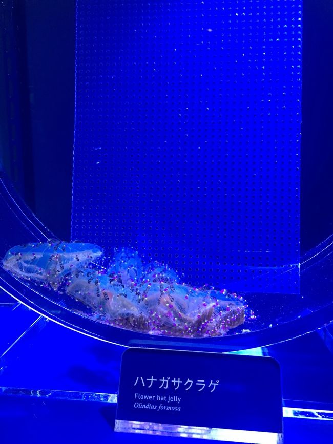 このハナガサクラゲ、よく見ると結構気持ち悪い。<br /><br />ＳＵＮ「気持ちわるいクラゲ」と命名していました。<br />