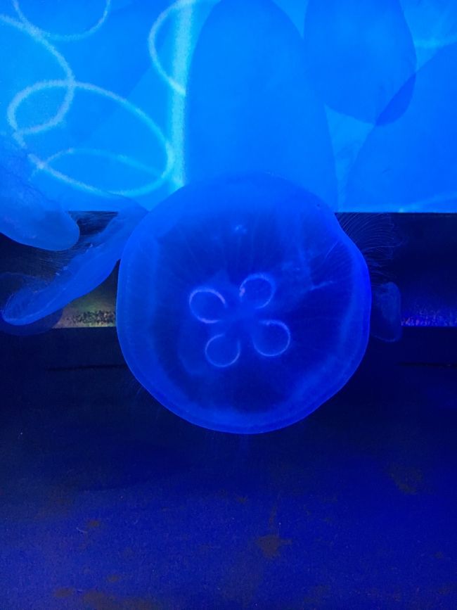 入るとくらげの展示がたくさん。<br />ＳＵＮ興味津々！！