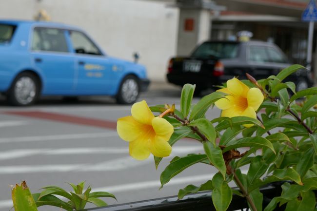ハイビスカスがあるだけで南国気分上がります♪