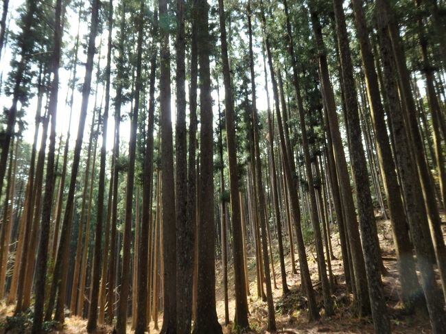 だんだん　山の中へ