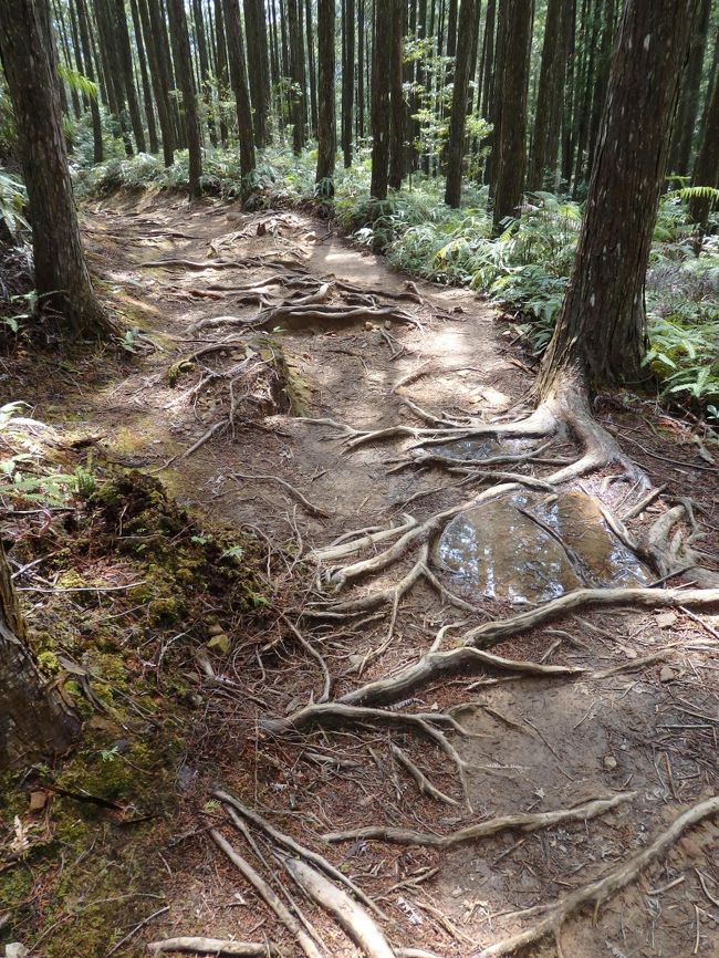 だんだん　歩きにくい道になってきます<br />坂道で楽に歩けると思いきや　前日の雨でじとっとした道で<br />足場が悪く　膝に負担がきますね。普通の運動靴では疲れますね