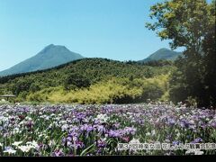 神楽女湖花しょうぶ観賞会