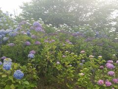 　紫陽花はこんな感じ。
沢山咲いています。でも、1週間日照り続きなので、くたびれてます。
お姉さま方は、「高塔山公園」の紫陽花と比較しておしゃべりしています。
添乗員さんがバスを呼んでくれ、30分で切り上げ、小倉に戻りました。
予定より早く18:00には戻りました。早く戻れたのは嬉しいですが、ちょっと不満が残る１日でした。