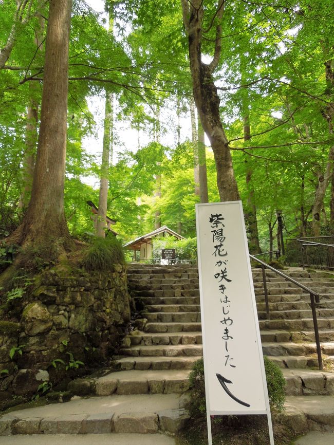 八瀬・大原 三千院 秘められた大原の歴史をさぐる 2017年6月 紫陽花が咲きはじめました↑大原三千院へ行ってきまし