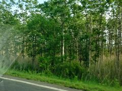 タクシーからの車窓に飽きてきて眠くなる私。