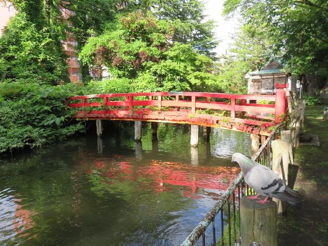 写真を撮っていたら鳩が来た。<br />うとう沼の下を見たら鯉が集まって来た。<br /><br />……餌は持ってないですから。