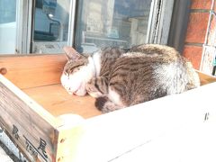 佐世保に泊まった翌朝は、佐世保とんねる横丁
三角市場・戸尾市場を散策。

まだ眠りについている猫に遭遇。
魚箱に入っているヽ( ´∇`)ﾉ