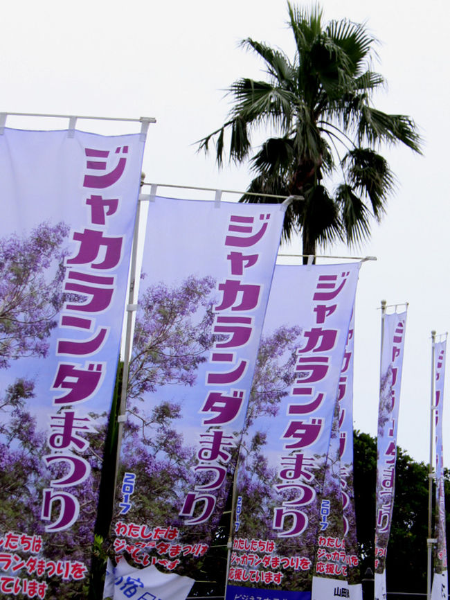 ジャカランダ祭りin道の駅 なんごう 1泊2日の旅 3 2 ジャカランダの森編 日南 宮崎県 の旅行記 ブログ By るりさん フォートラベル ジャカランダ祭りin道の駅 なんごう 1泊2日の旅 3 2 ジャカランダの森編 日南 宮崎県 の旅行記 ブログ By るりさん フォートラベル