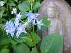 北鎌倉散策のあとは旬の生シラスを食べに江ノ電に揺られ稲村ガ崎へ。シラスは腰越が有名ですが、腰越の人気店「池田丸」の支店が稲村にもあるので、海を見ながらシラスやお刺身に舌鼓（写真がなくてスミマセン！）

その後は御霊神社を参拝し長谷寺へ。