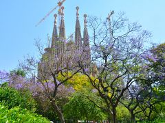 次に反対方向の受難のファサード側に歩いていった

Plaça de la Sagrada Familia（サグラダ・ファミリア広場）には公園があり多くの樹木が植えられている

紫色の花をつけた西洋桜とも呼ばれる Jacaranda（＝ジャカランダ、スペイン語ではハカランダ）が満開～散り初めだった

