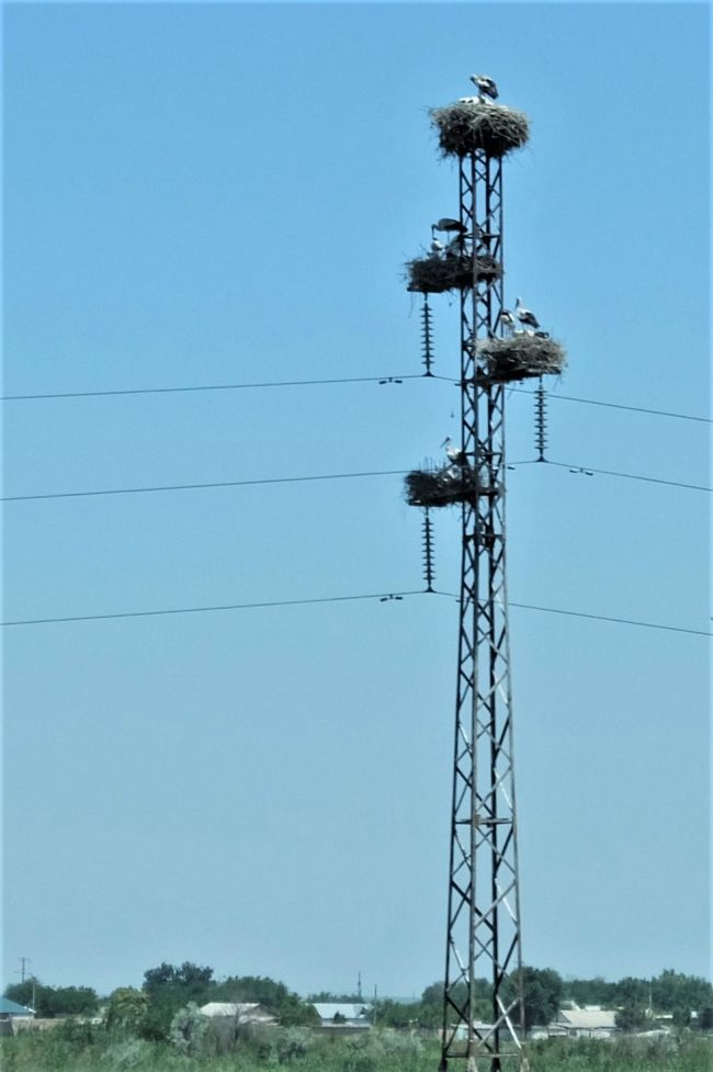 送電線の鉄塔に巣を作っているコウノトリ。<br />車窓から、あわてて撮影しました。
