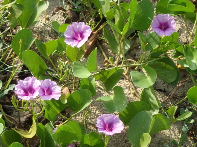 ホテル前のビーチに続く遊歩道から直ぐ下に、<br />朝日に照らされ咲き乱れていた花が・・・