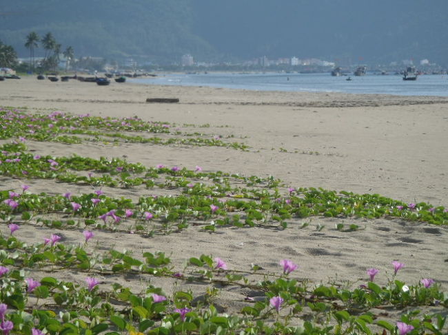 広～いビーチの至る所に幅広く咲き乱れていた。