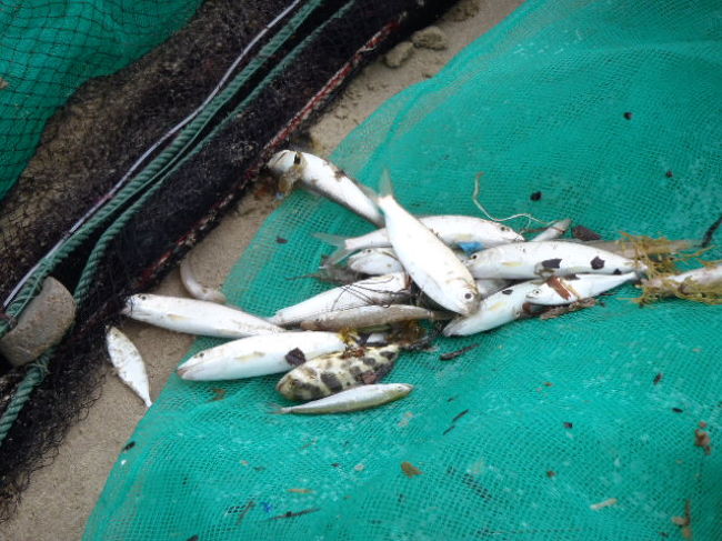 多くのゴミや海藻の中から出て来たのは小魚ばかりでした。<br />皆で頑張ったのに・・・残念でしたね～