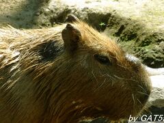 翌朝はその場の勢いで旭山動物園へ。