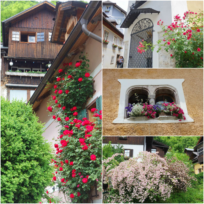 ホテルを探している道中も色々なお花が「これでもか～！」<br />っと咲き誇り、その度に止まってはカメラに収めていました。