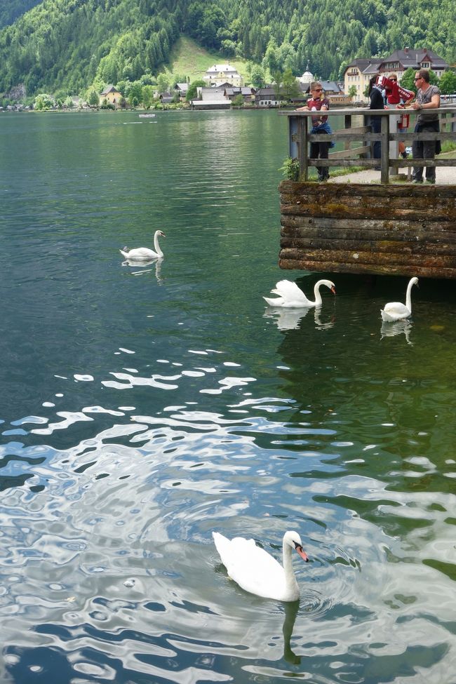 白鳥の湖ですな。