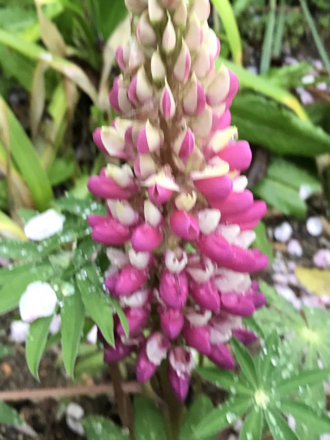 花物語 初夏 香りのライラックから 気ままな紫陽花へ 一宮 愛知県 の旅行記 ブログ By 旅空ーshinoさん フォートラベル