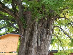 飛騨国分寺HPより。

乳イチョウ物語

天平の昔、初めてここに七重の塔が建てられた時のこと、 どうしたことか、大工の棟梁が柱を間違って短く切ってしまったその時、棟梁の一人娘八重菊はいたって孝心深く、父の心配事を知り、色々考えた末、 「柱の上に枡組を作って補えば、却つて装飾になって美しいでしょ」と父に教えた。 塔は立派に完成し、その出来栄えは国中の評判となった。
そこで父の棟梁は自分の名誉を守るため八重菊を殺して境内に埋めてしまった。孝心深い八重菊は父の為に深く死を諦め 「願わくば十方の諸仏、わが亡き後永くこの寺を護って諸人を利益し、諸菩薩わが願いによって必ず女人の心願を満たされん事を」と祈って、自ら悲願の人柱となったのである。 八重菊の塚の上に一本のイチョウを植えられたが、今は根元に石の親子地蔵がまつられ古来、乳の出ない婦人が願かけをするので、「乳イチョウ」と呼ばれている。
 昔から、国分寺のイチョウの葉が落ちれば雪が降る、とも言い慣らされている。
なお、国分寺のイチョウは雄（オス）の木なのでギンナンの実はできません。