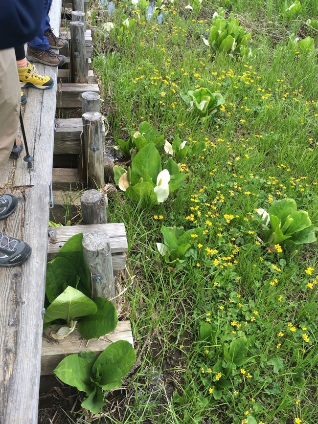 山の鼻から尾瀬に入り、ちょっと歩き始めるとすぐ迎えてくれる水芭蕉。この白い花びらになるまでに７年かかるそうです。人間の一生のようにゆっくりです。