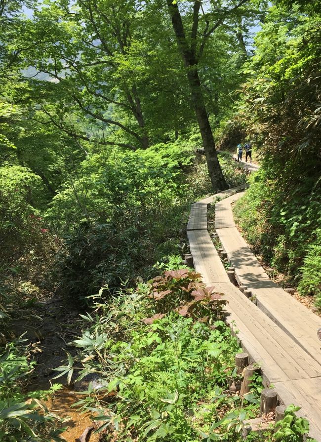 この道はまだ湿地帯ではなく下り坂の登山道ですが、木道です。とにかく尾瀬はひたすら木道でした。