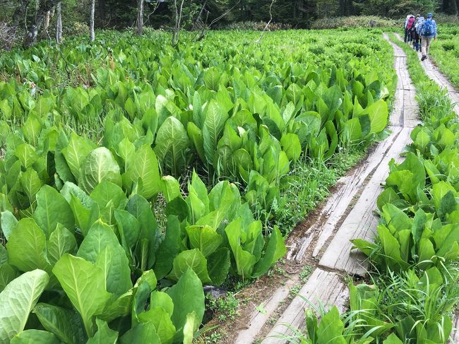 水芭蕉が栄養を摂りすぎると葉っぱになります。中年世代ですね。