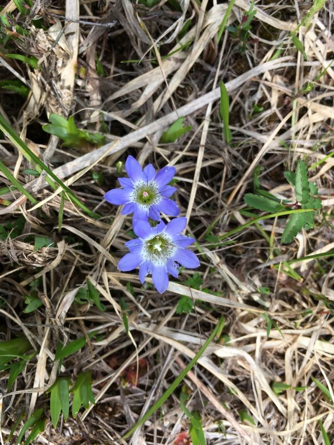 ミヤマリンドウがとても小さい。