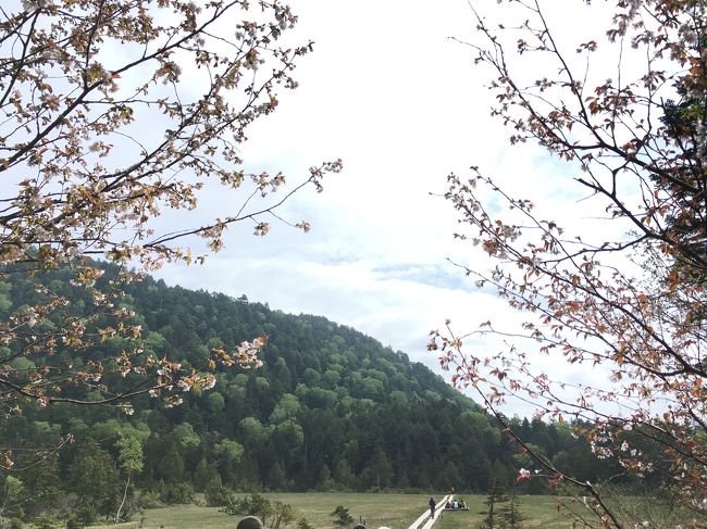 白砂峠の森を一度抜けると6月なのに桜が迎えてくれます。