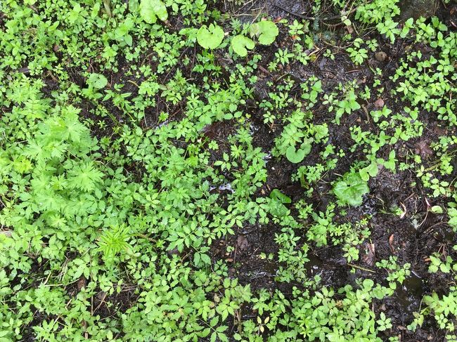 苔とひこばえの絨毯。