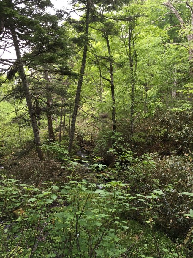 森林地帯です。あちこちで谷渡りやカッコウが鳴き響いています。熊鈴をつけている人とすれ違ったりしますが（実際ツキノワグマの噂もありますが）、鳥の声を聞くときは何も鳴らさないのがいいですね。
