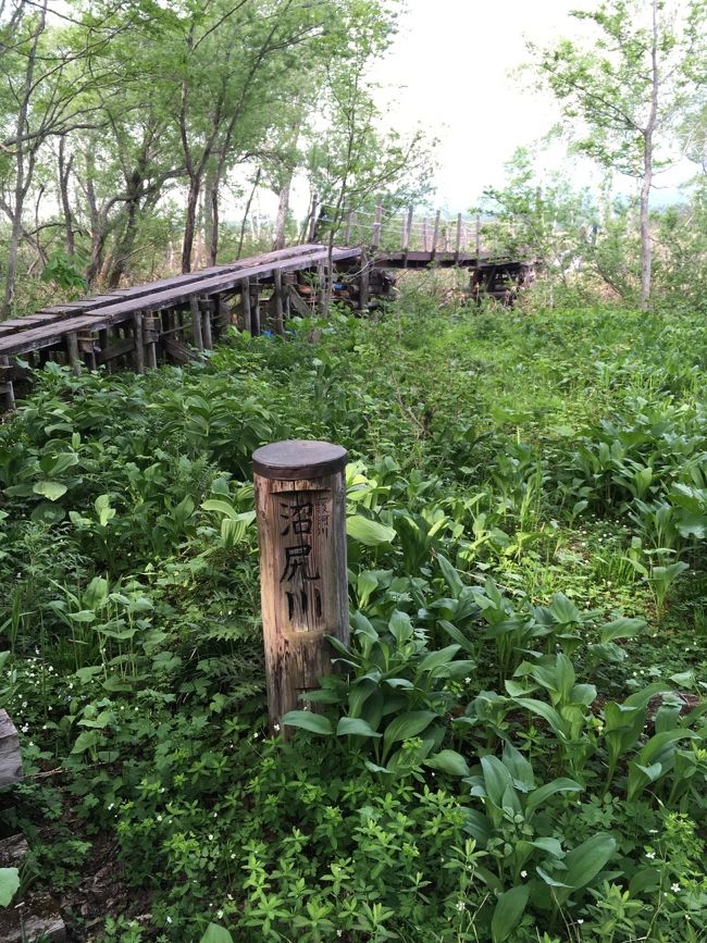 沼尻と書いて「ぬしり」と読むそうです。尾瀬ヶ原湿原を横切る林の中です。